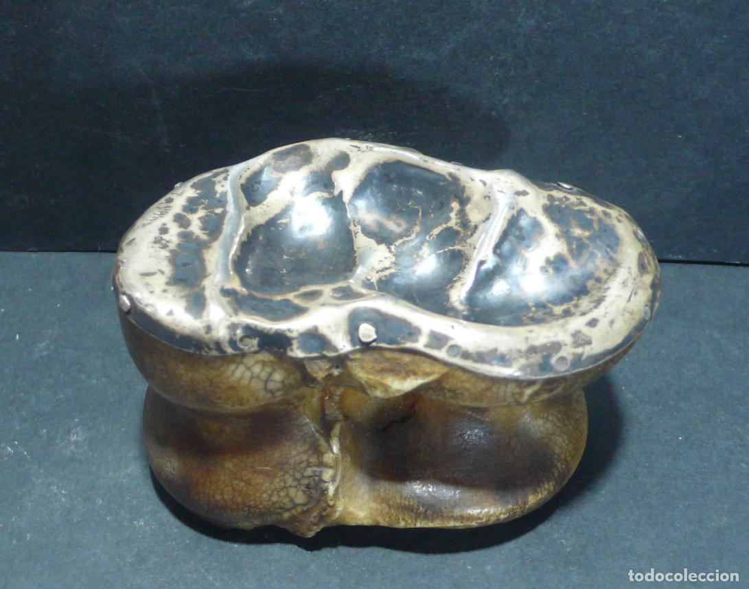 Coleccionismo: GRAN HUESO DE TABA CON METAL - Foto 2