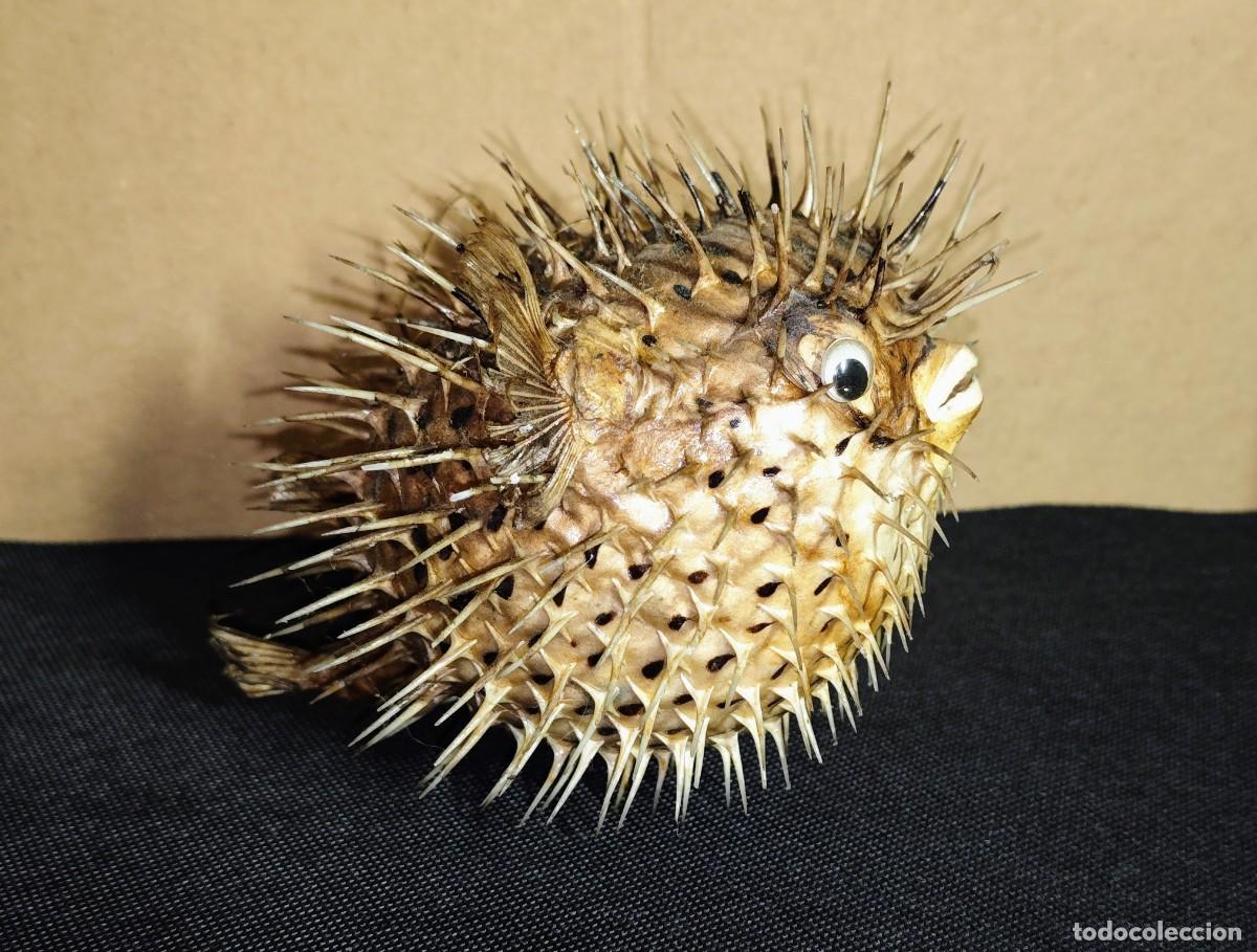 Coleccionismo: TAXIDERMIA PEZ GLOBO - Foto 1