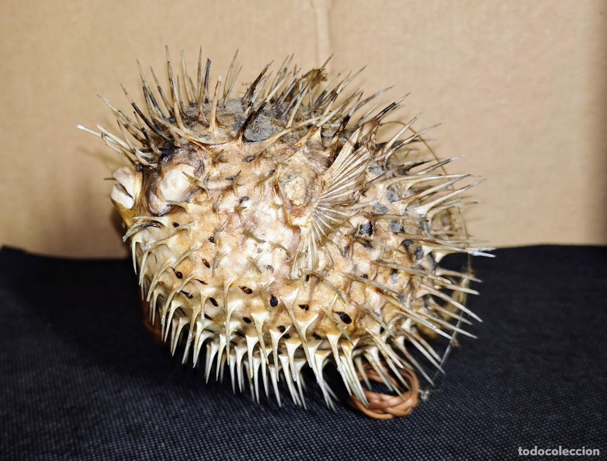 Coleccionismo: TAXIDERMIA PEZ GLOBO - Foto 2
