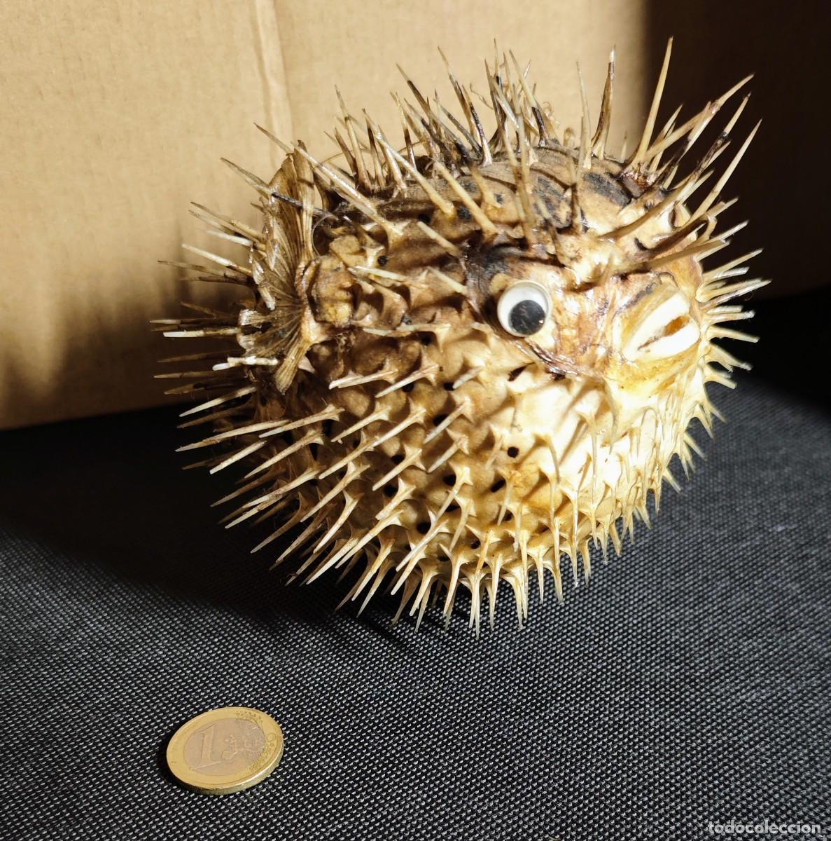Coleccionismo: TAXIDERMIA PEZ GLOBO - Foto 3