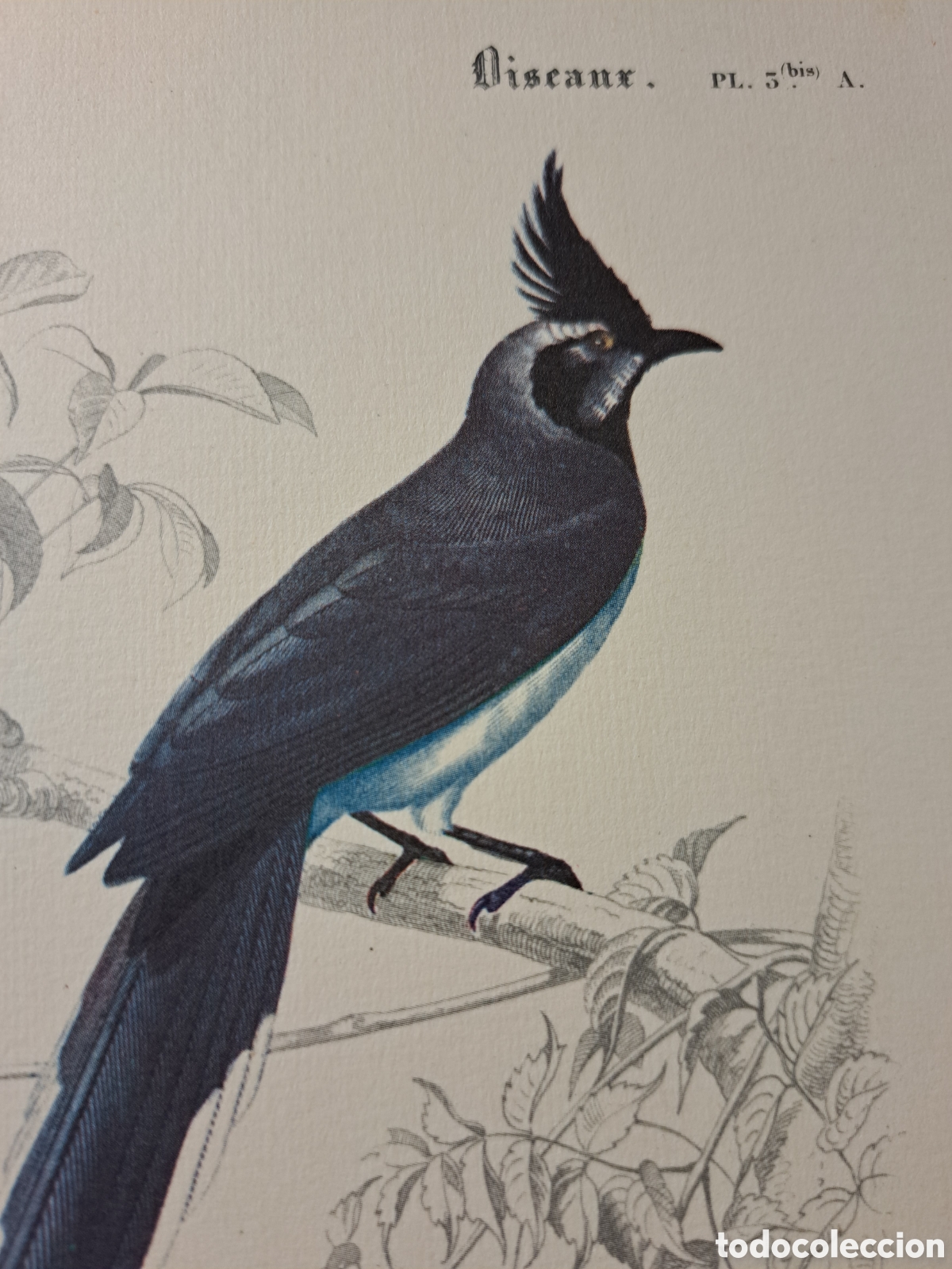 Coleccionismo: L&aacute;mina oiseaux Pic de Collie (15&times;24 cms) - Foto 2