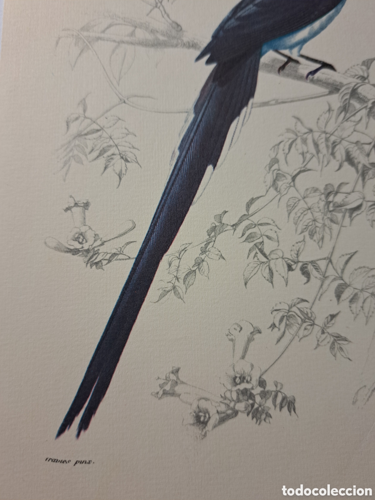 Coleccionismo: L&aacute;mina oiseaux Pic de Collie (15&times;24 cms) - Foto 4
