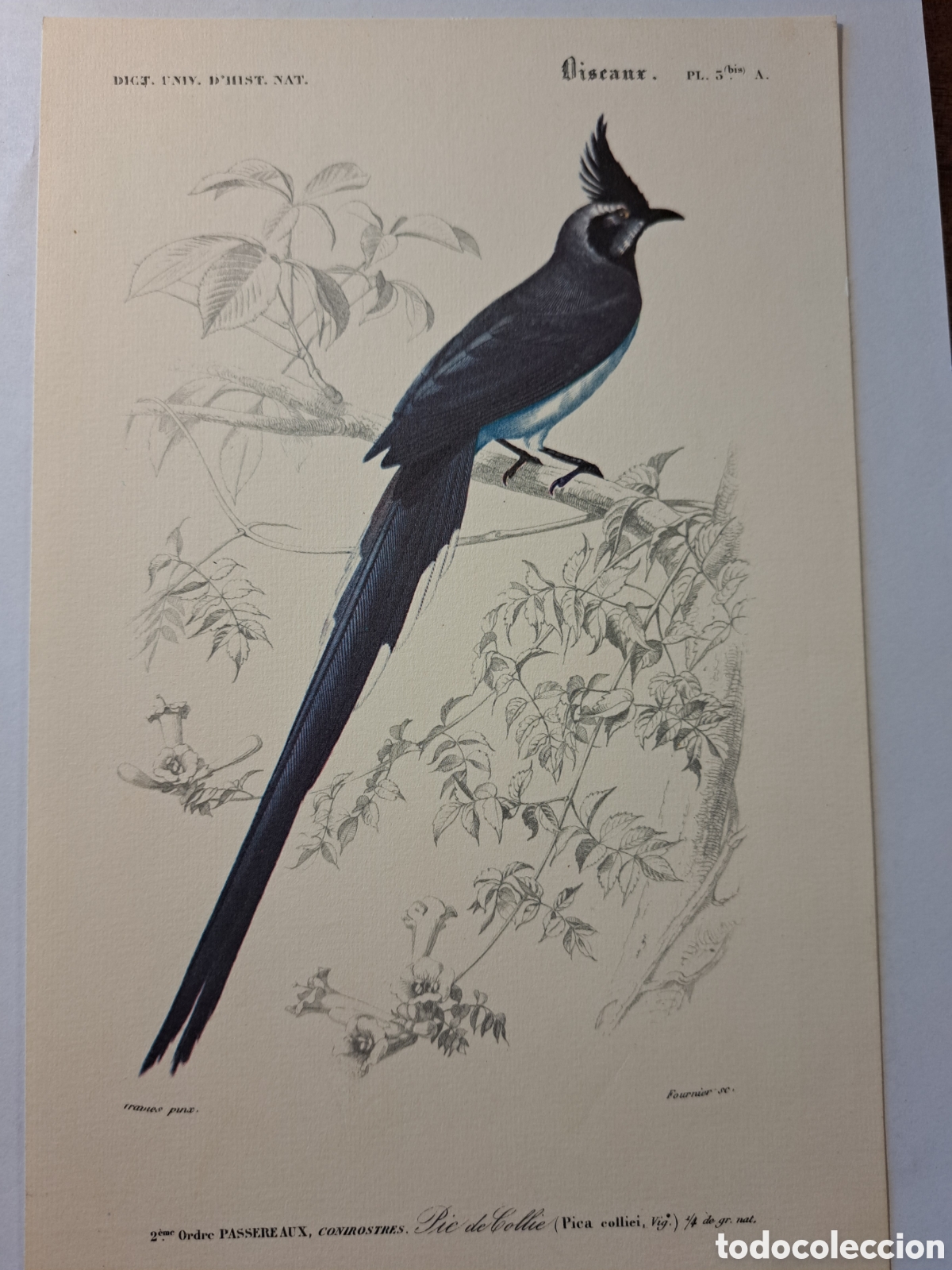 Coleccionismo: L&aacute;mina oiseaux Pic de Collie (15&times;24 cms) - Foto 1