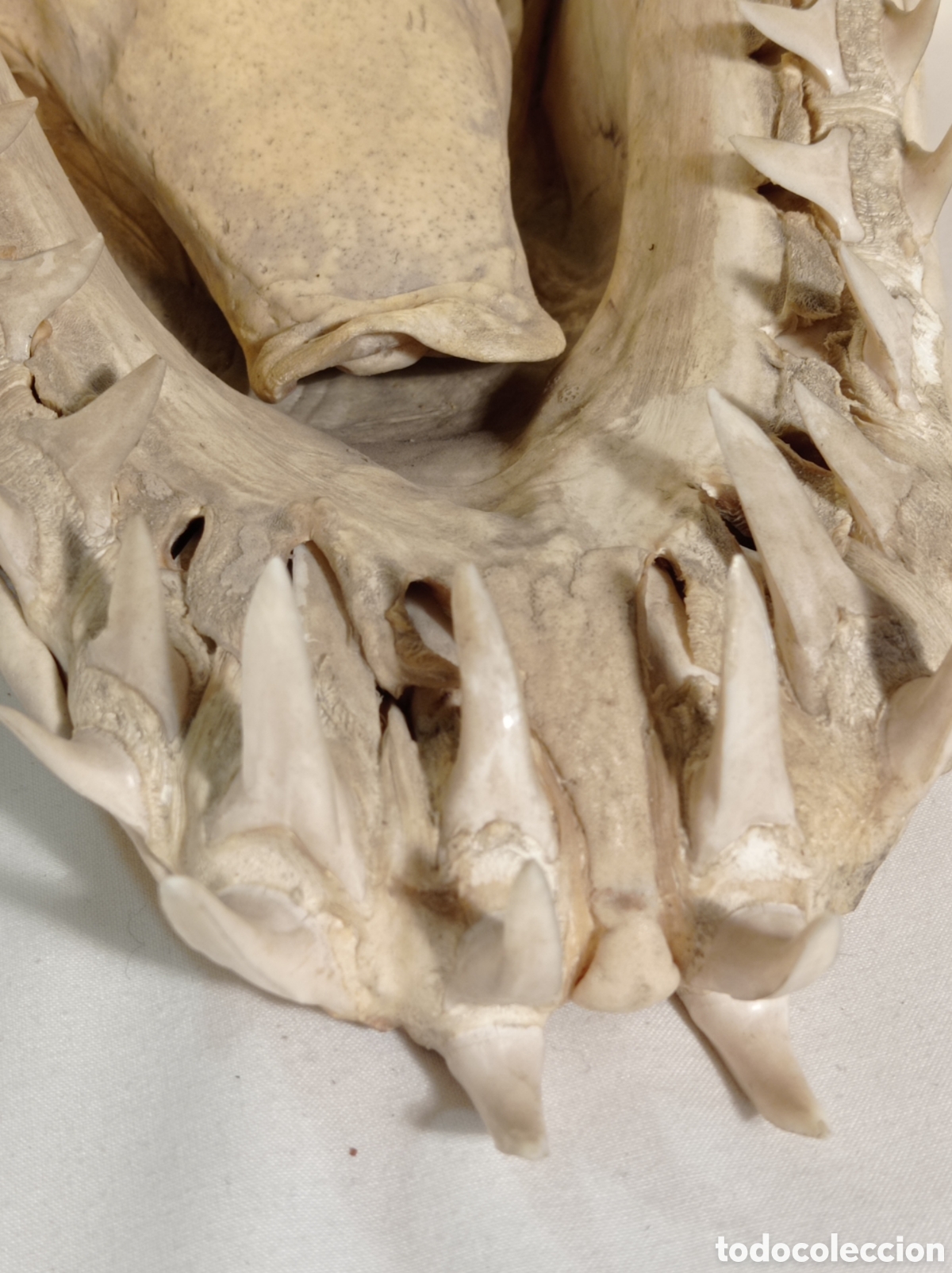 Coleccionismo: GRAN CABEZA DE TIBUR&Oacute;N - Foto 6