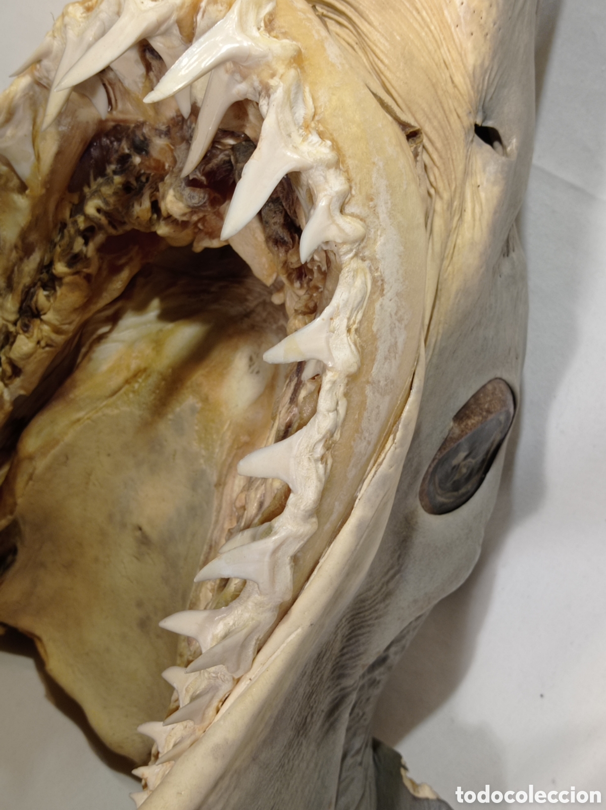 Coleccionismo: GRAN CABEZA DE TIBUR&Oacute;N - Foto 9