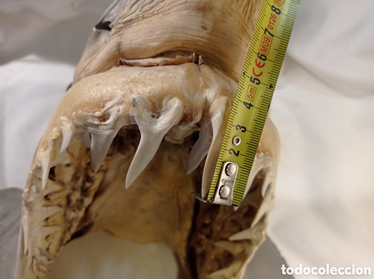 Coleccionismo: GRAN CABEZA DE TIBUR&Oacute;N - Foto 18