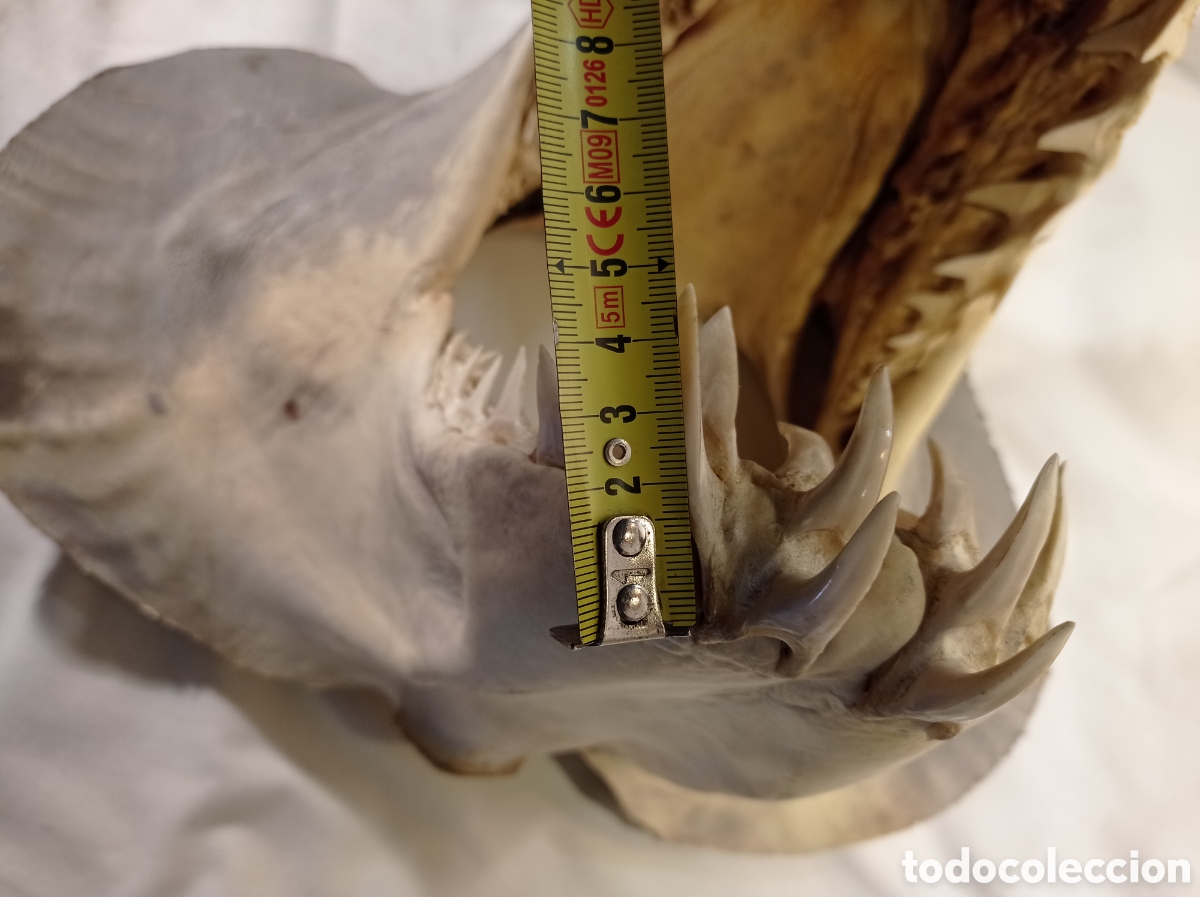 Coleccionismo: GRAN CABEZA DE TIBUR&Oacute;N - Foto 19