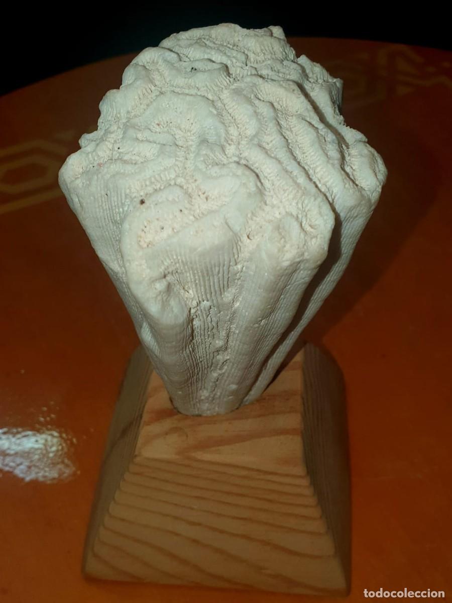 Coleccionismo: CORAL AUT&Eacute;NTICO DE M&Eacute;XICO - Foto 2