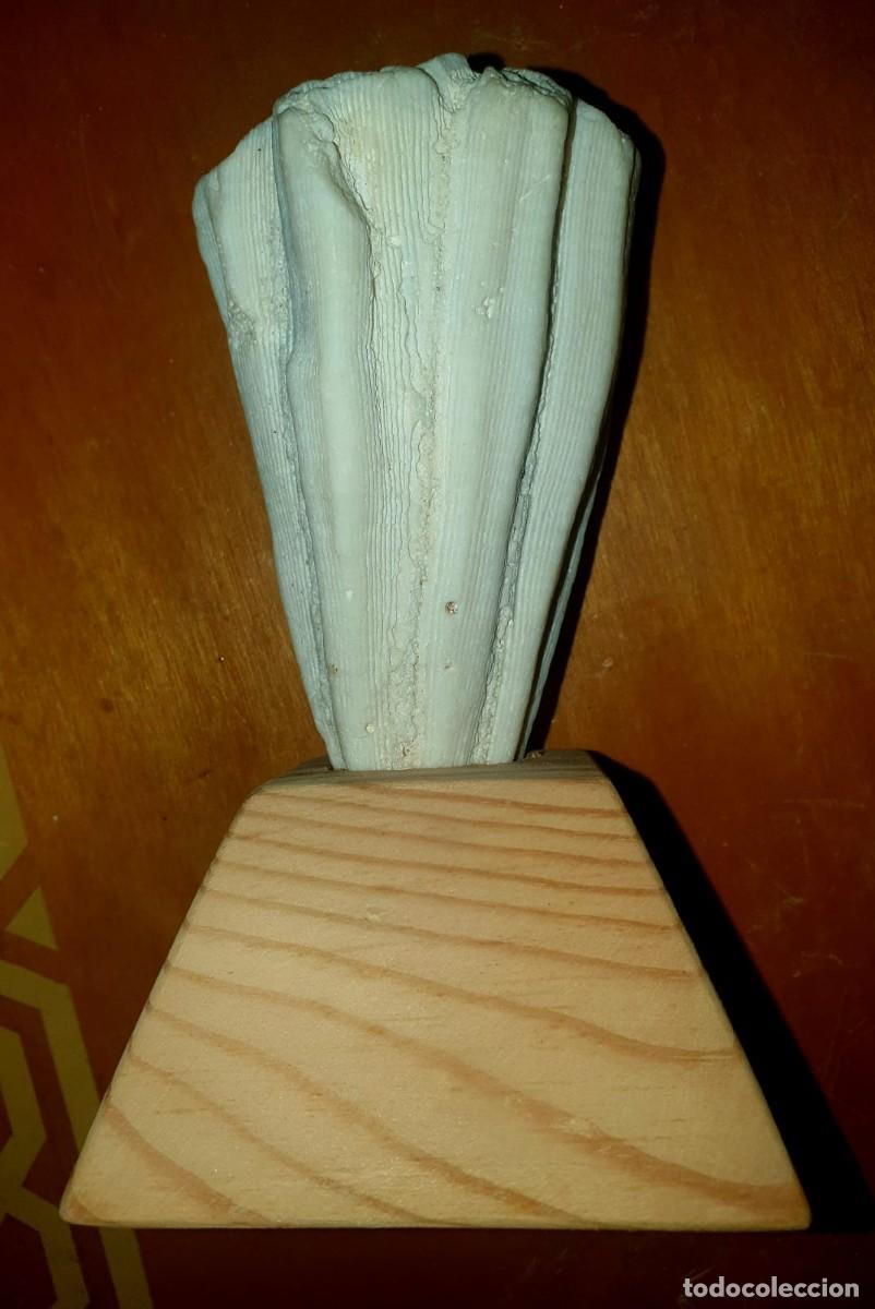 Coleccionismo: CORAL AUT&Eacute;NTICO DE M&Eacute;XICO - Foto 3