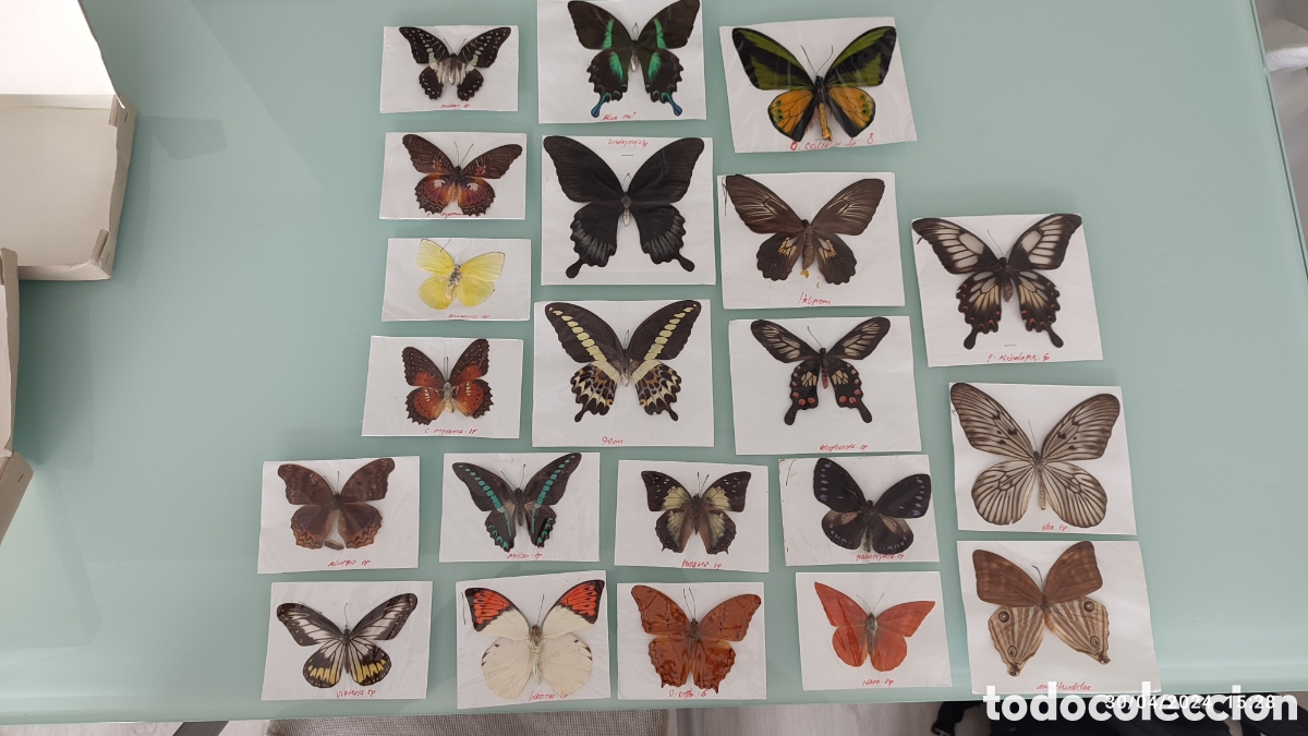 Coleccionismo: Buenas Colecci&oacute;n de mariposas - Foto 2
