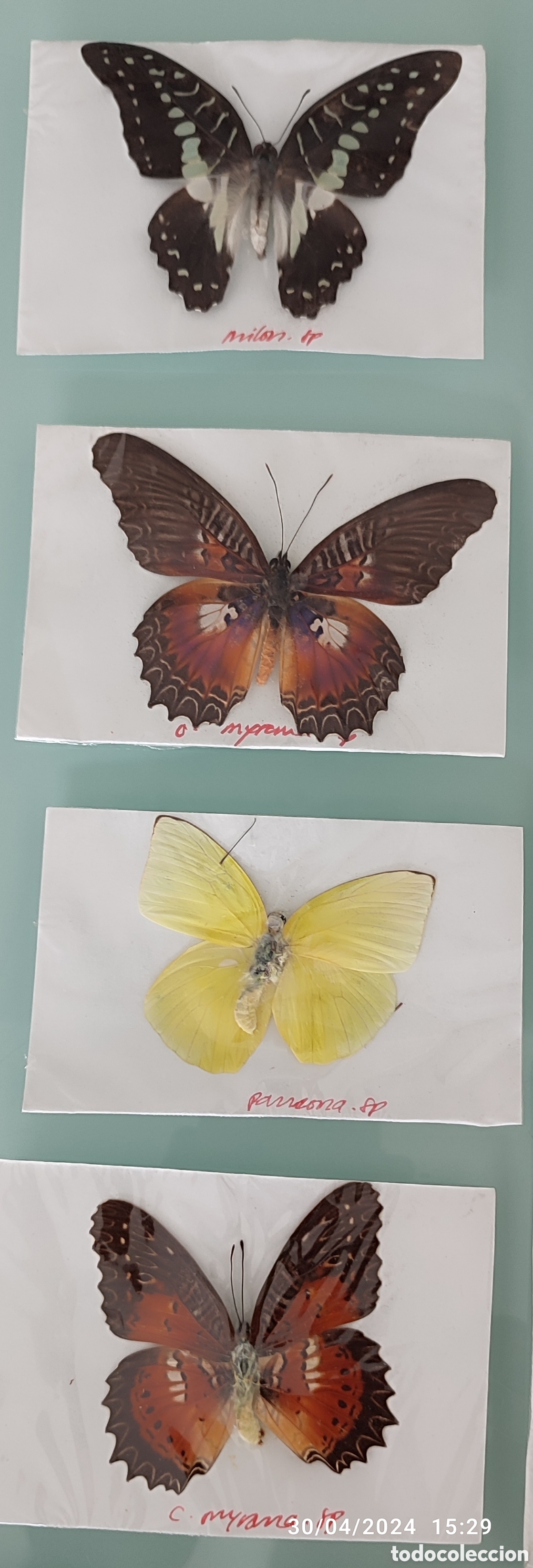 Coleccionismo: Buenas Colecci&oacute;n de mariposas - Foto 3