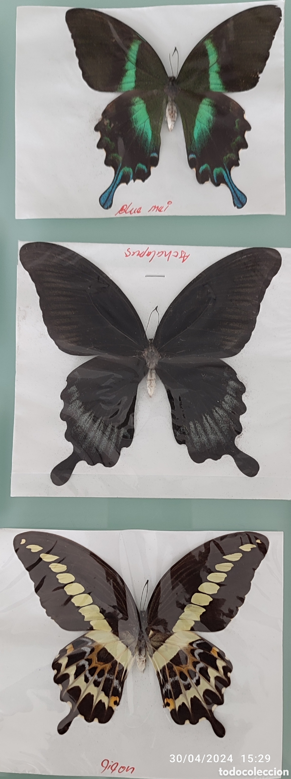 Coleccionismo: Buenas Colecci&oacute;n de mariposas - Foto 4