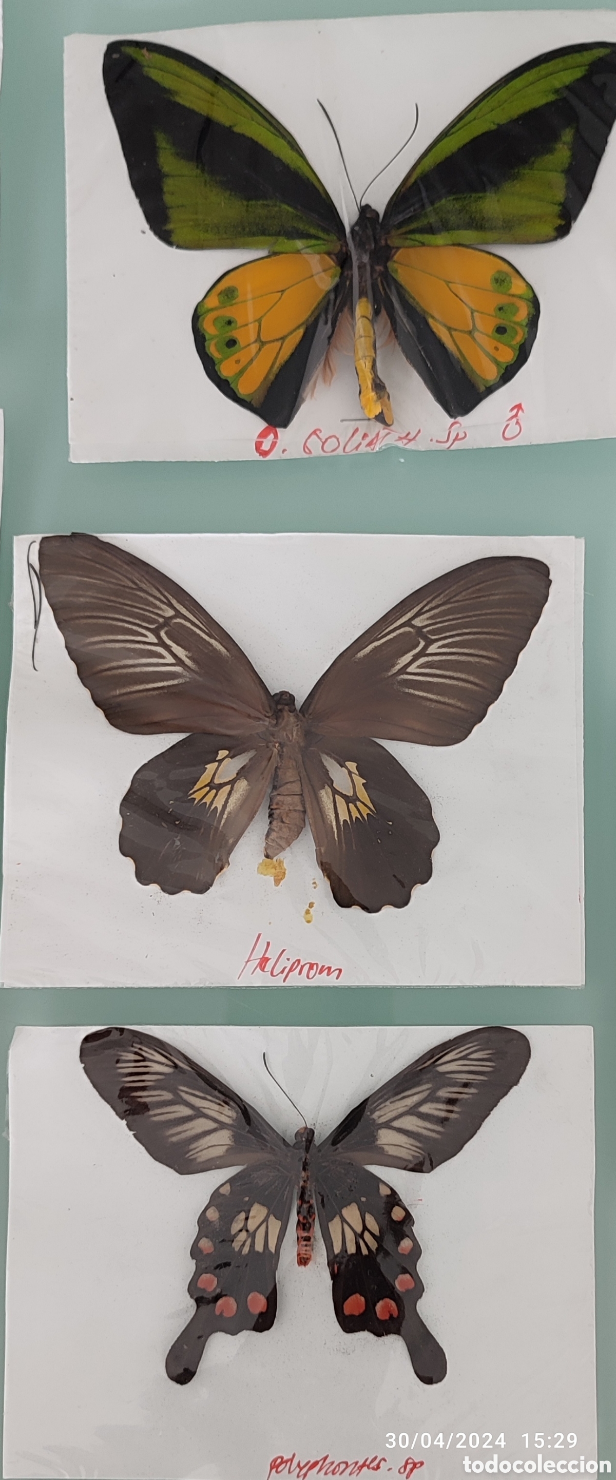 Coleccionismo: Buenas Colecci&oacute;n de mariposas - Foto 5