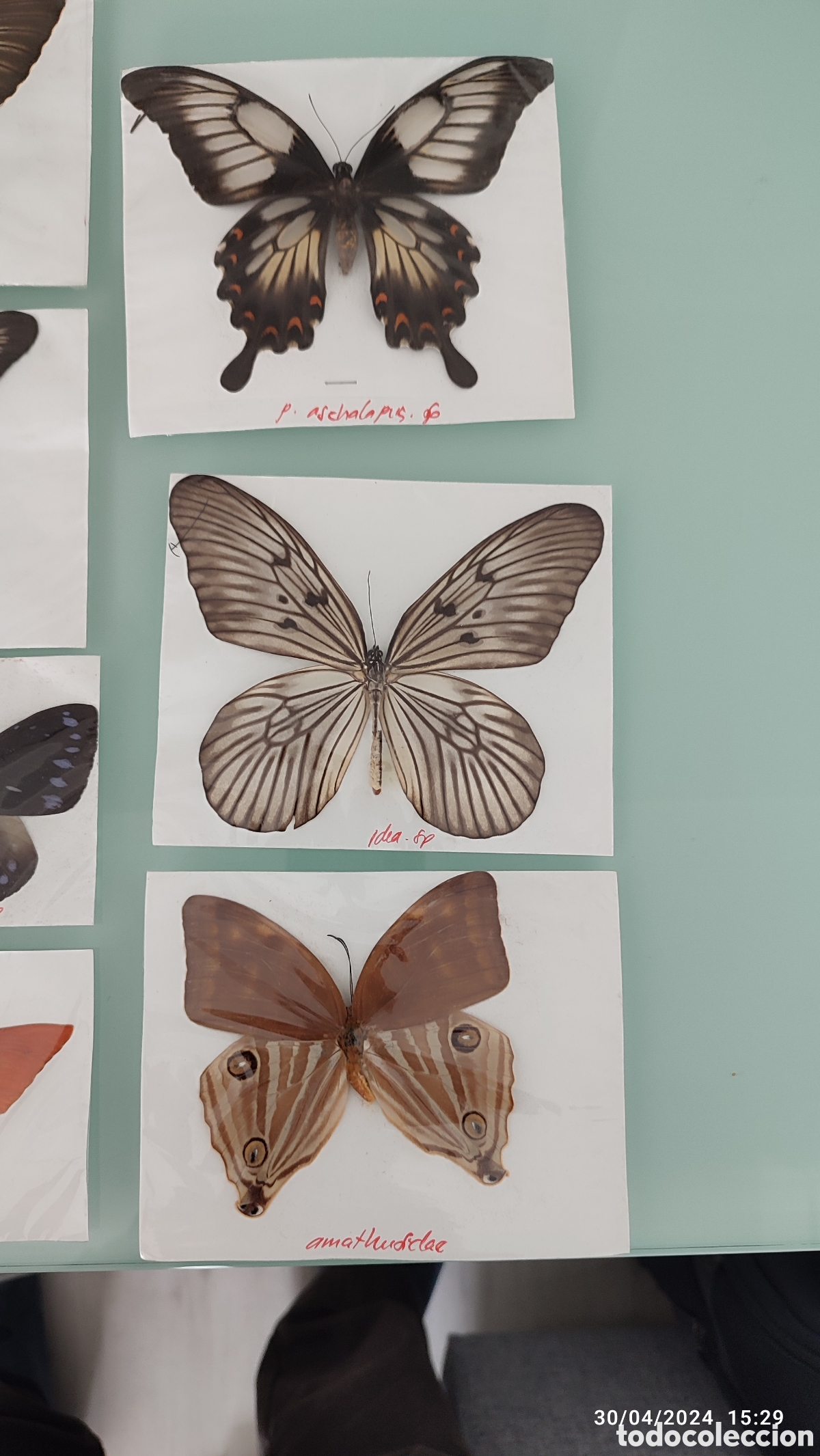 Coleccionismo: Buenas Colecci&oacute;n de mariposas - Foto 6