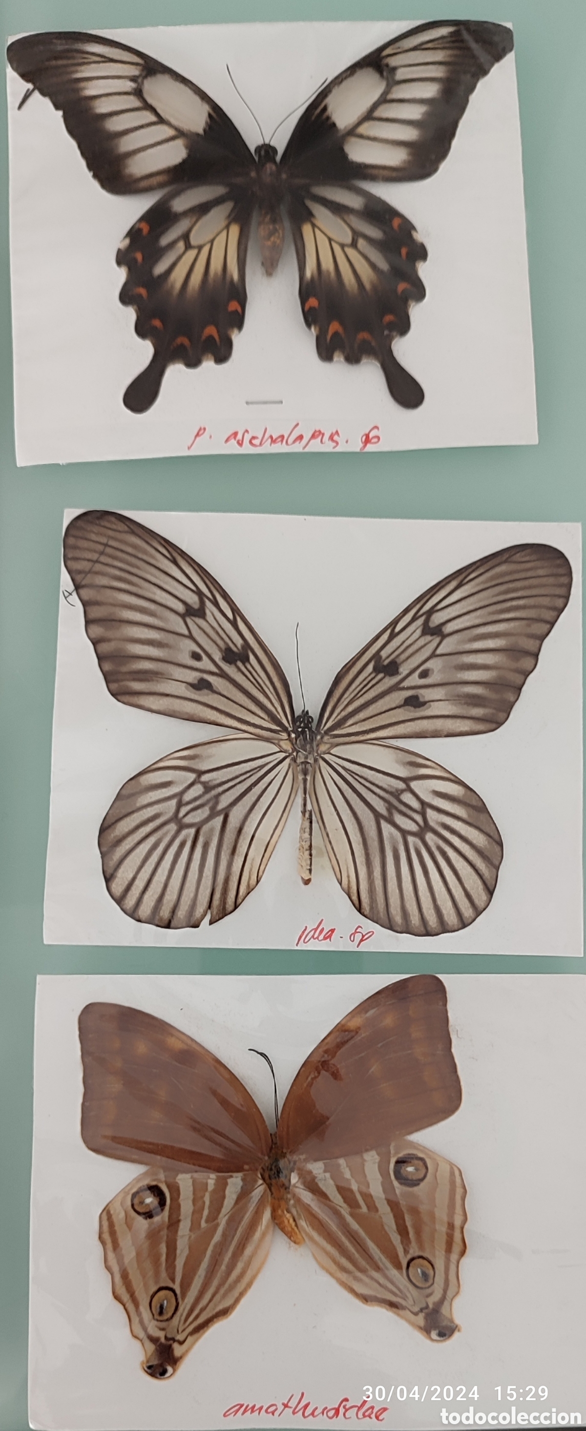 Coleccionismo: Buenas Colecci&oacute;n de mariposas - Foto 7