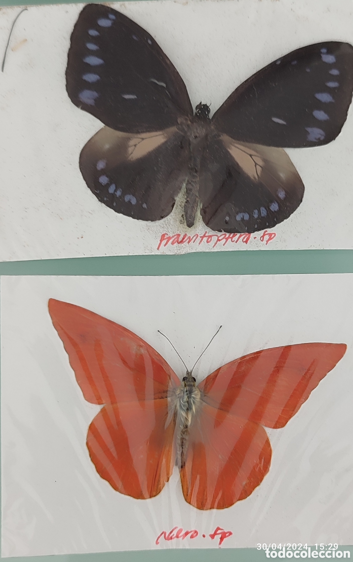 Coleccionismo: Buenas Colecci&oacute;n de mariposas - Foto 8