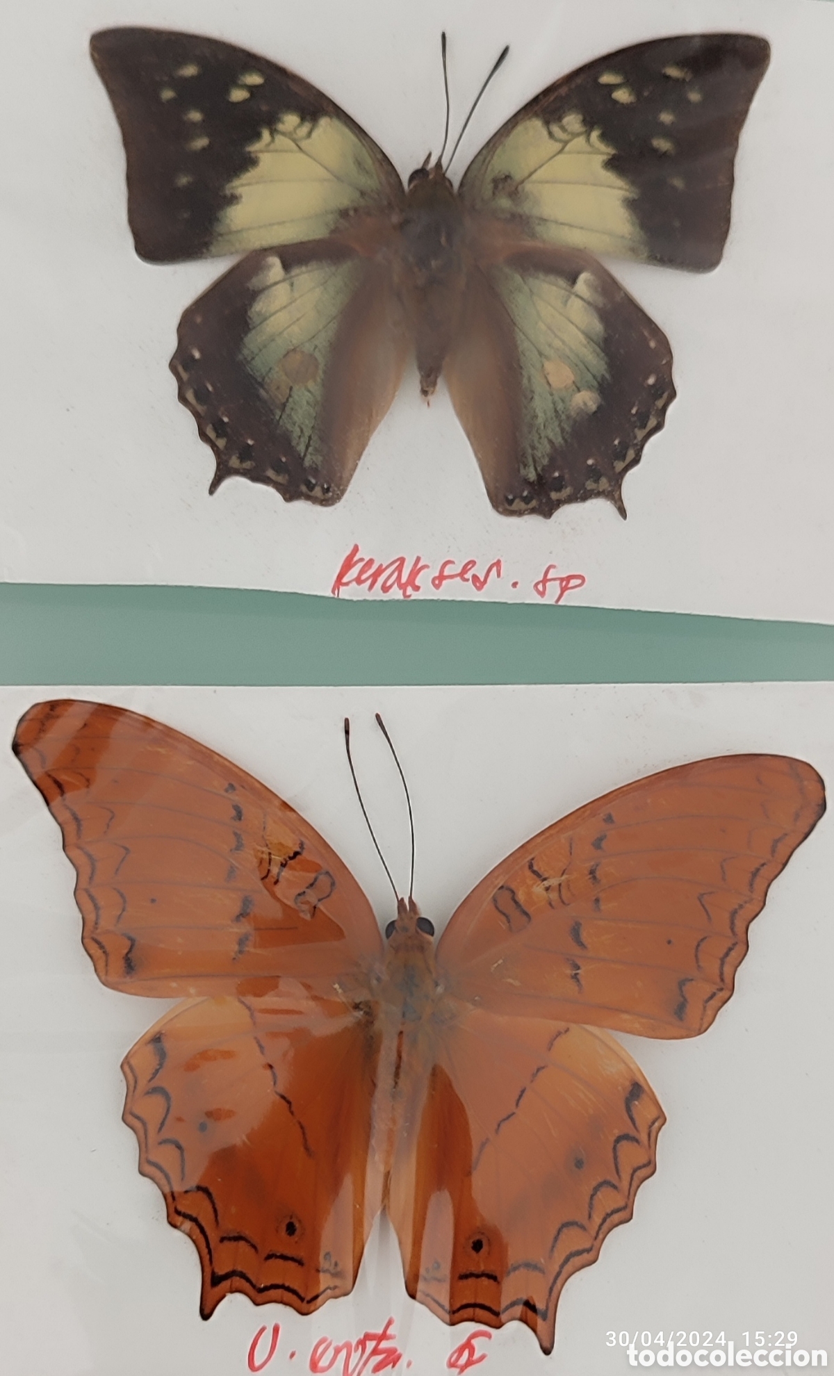Coleccionismo: Buenas Colecci&oacute;n de mariposas - Foto 9