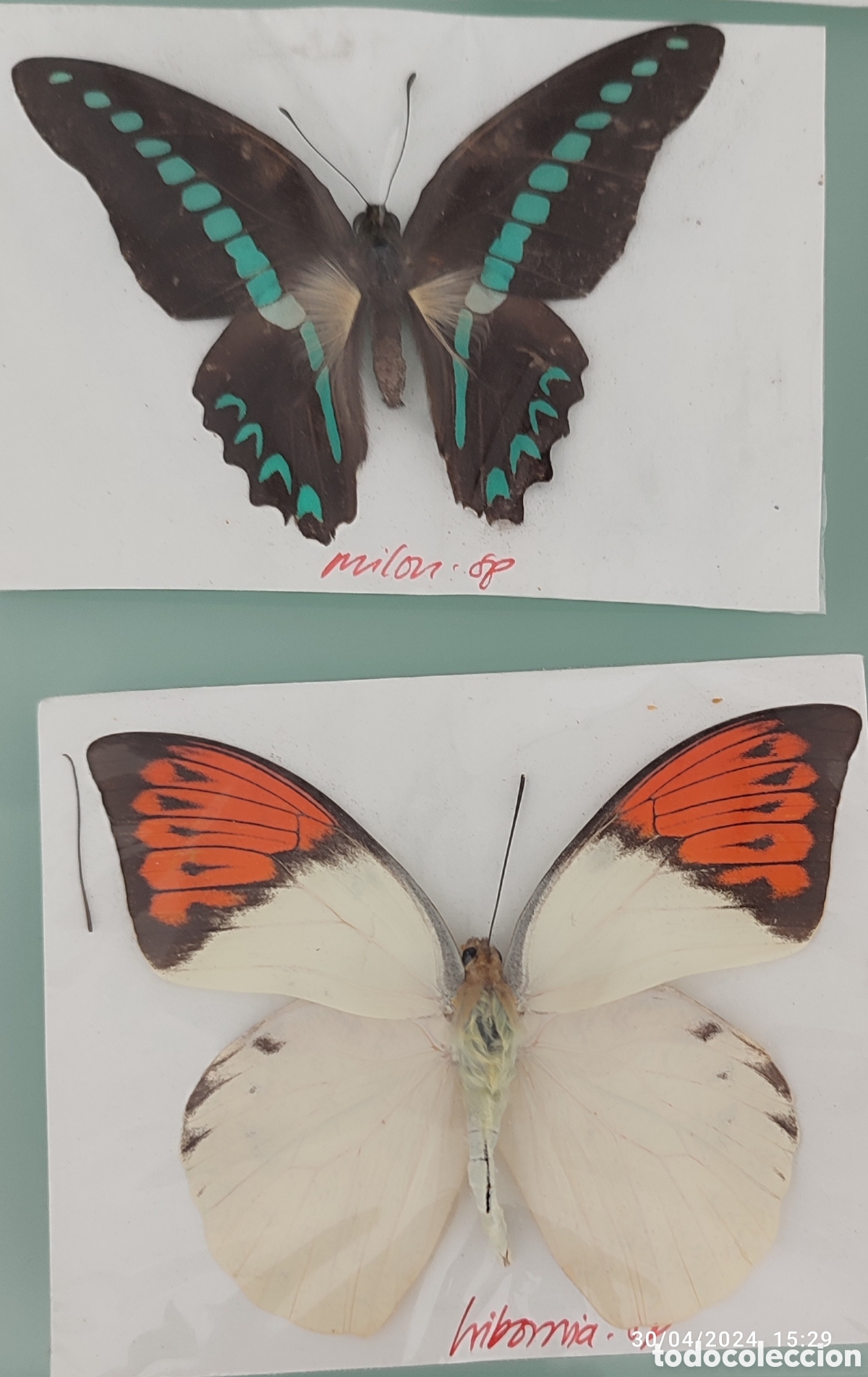 Coleccionismo: Buenas Colecci&oacute;n de mariposas - Foto 10