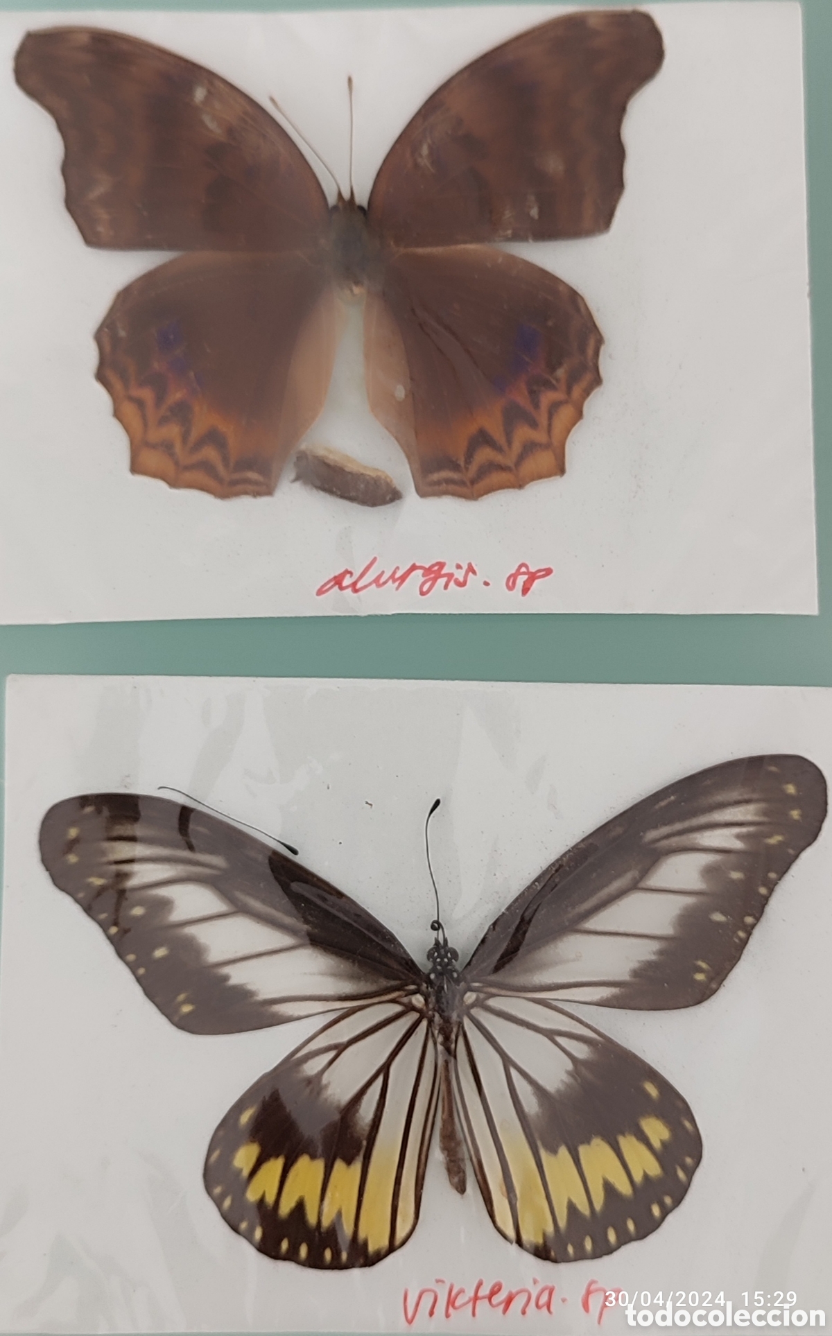 Coleccionismo: Buenas Colecci&oacute;n de mariposas - Foto 11