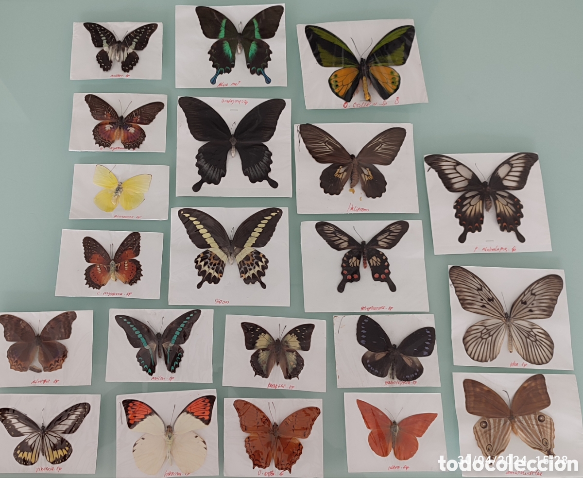 Coleccionismo: Buenas Colecci&oacute;n de mariposas - Foto 1