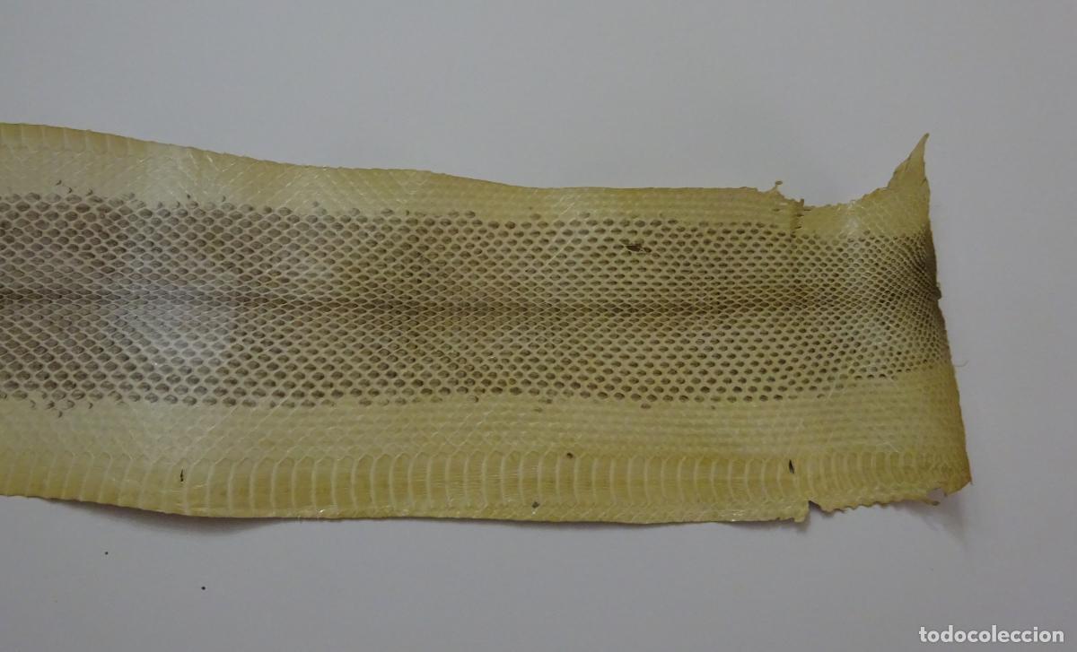 Coleccionismo: PIEL DE SERPIENTE SIN IDENTIFICAR. PIEL CURTIDA - Foto 2