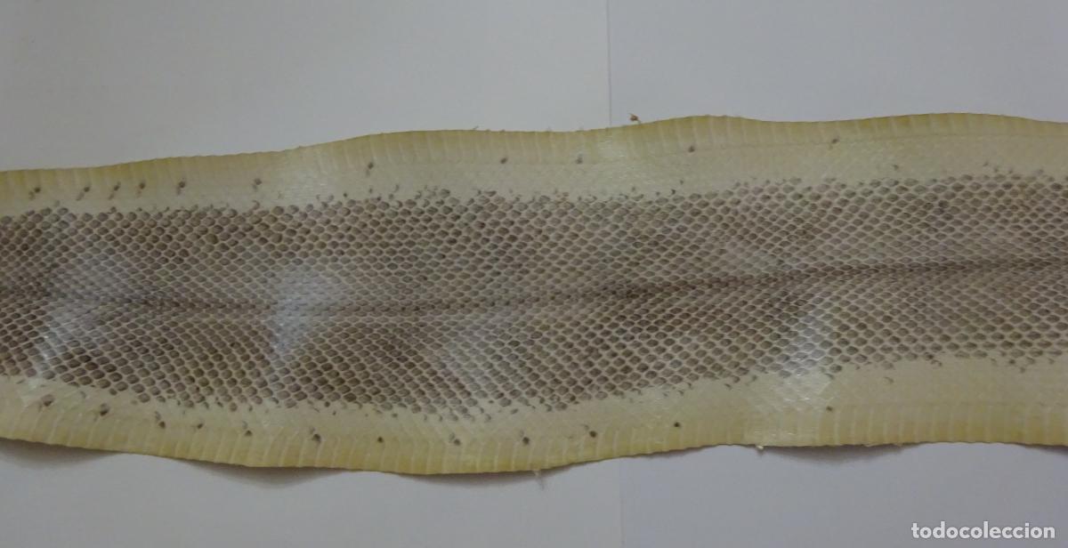 Coleccionismo: PIEL DE SERPIENTE SIN IDENTIFICAR. PIEL CURTIDA - Foto 3