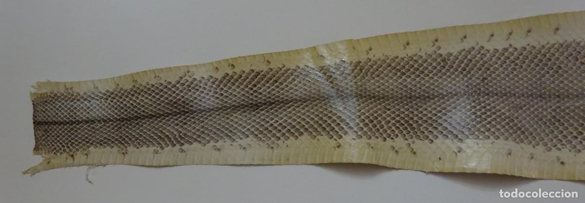 Coleccionismo: PIEL DE SERPIENTE SIN IDENTIFICAR. PIEL CURTIDA - Foto 4