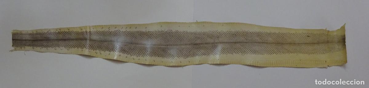 Coleccionismo: PIEL DE SERPIENTE SIN IDENTIFICAR. PIEL CURTIDA - Foto 1