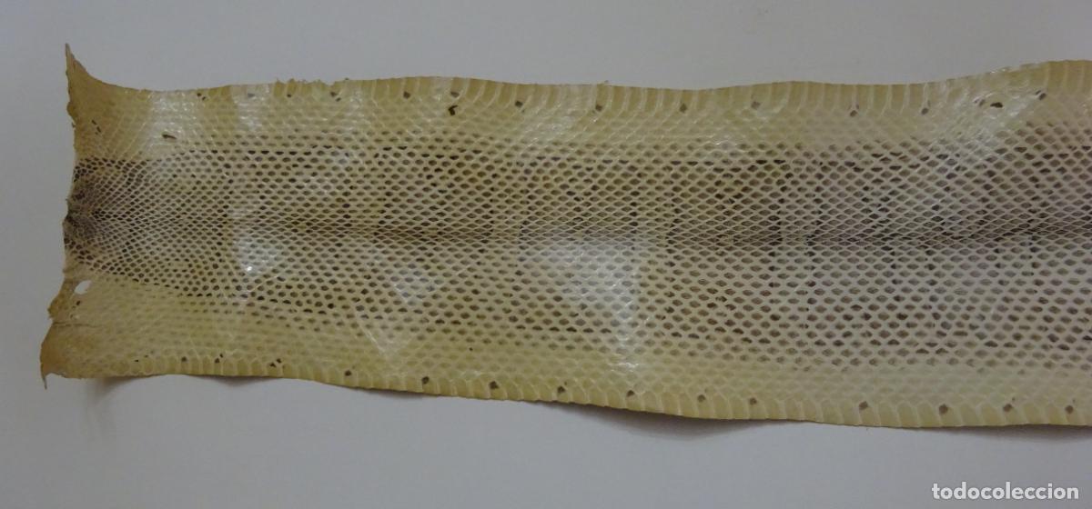Coleccionismo: PIEL DE SERPIENTE SIN IDENTIFICAR. PIEL CURTIDA - Foto 2