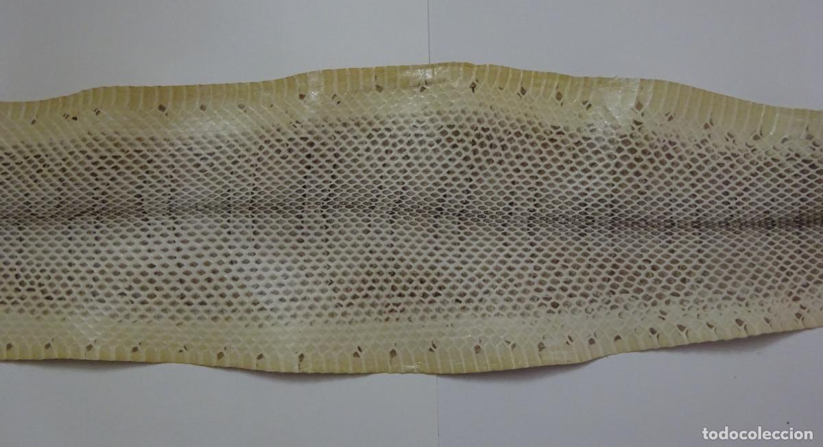 Coleccionismo: PIEL DE SERPIENTE SIN IDENTIFICAR. PIEL CURTIDA - Foto 3