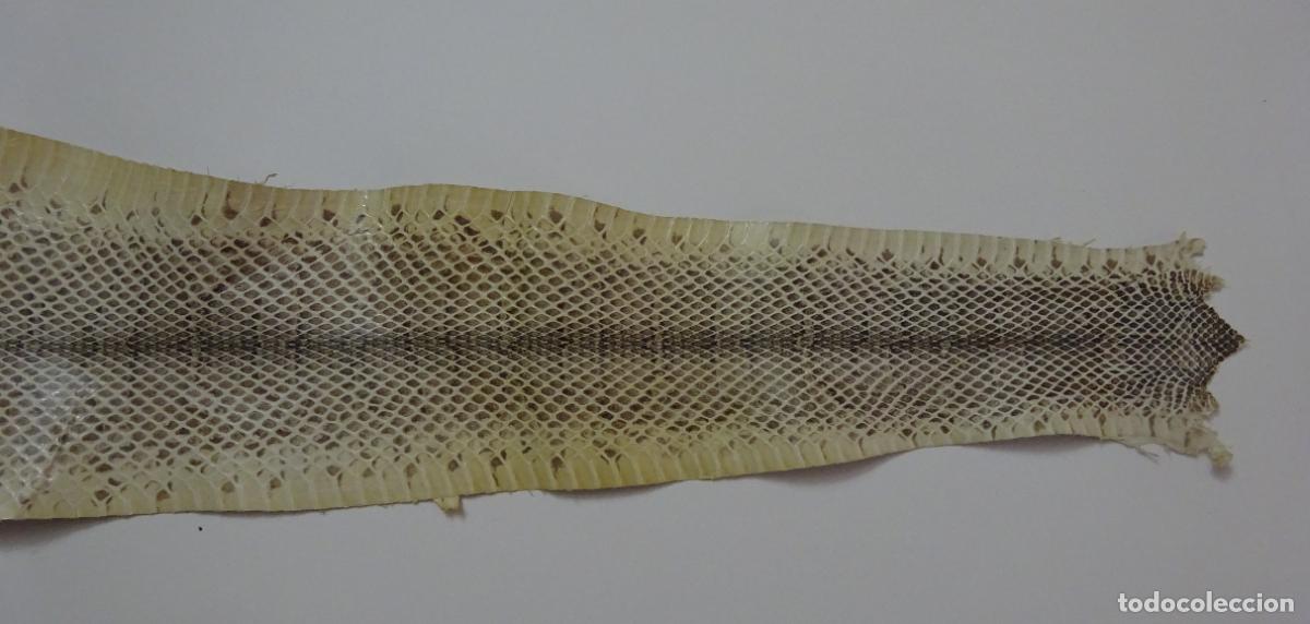 Coleccionismo: PIEL DE SERPIENTE SIN IDENTIFICAR. PIEL CURTIDA - Foto 4