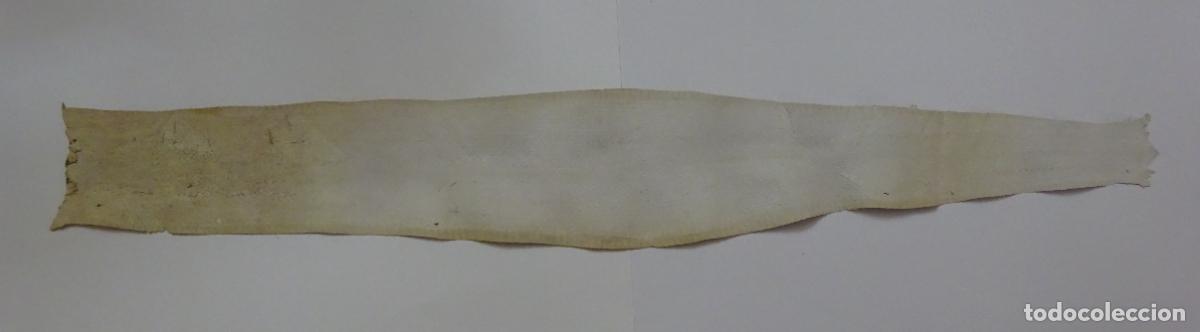 Coleccionismo: PIEL DE SERPIENTE SIN IDENTIFICAR. PIEL CURTIDA - Foto 5