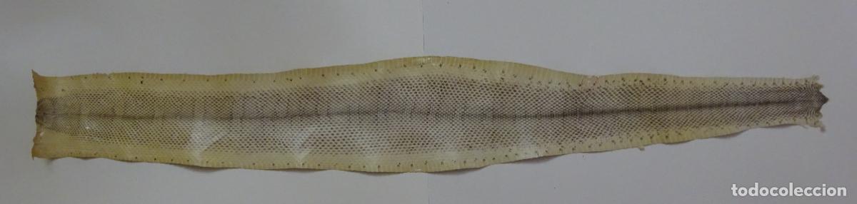 Coleccionismo: PIEL DE SERPIENTE SIN IDENTIFICAR. PIEL CURTIDA - Foto 1