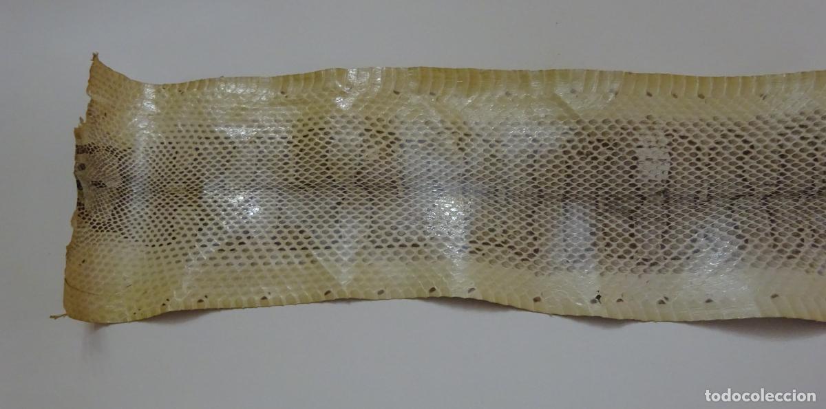 Coleccionismo: PIEL DE SERPIENTE SIN IDENTIFICAR. PIEL CURTIDA - Foto 2