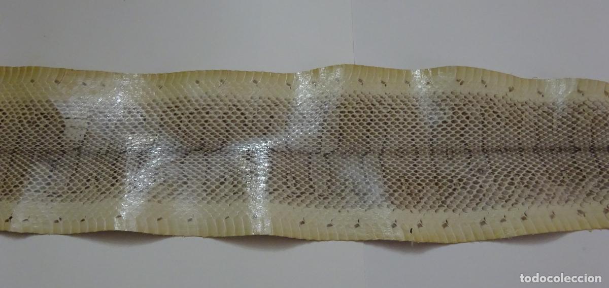 Coleccionismo: PIEL DE SERPIENTE SIN IDENTIFICAR. PIEL CURTIDA - Foto 3