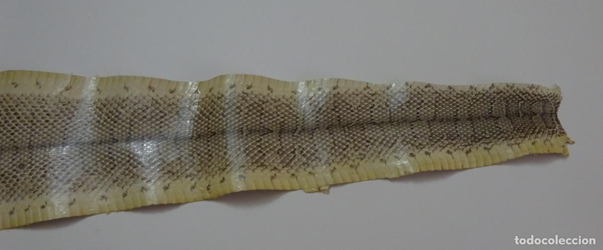 Coleccionismo: PIEL DE SERPIENTE SIN IDENTIFICAR. PIEL CURTIDA - Foto 4