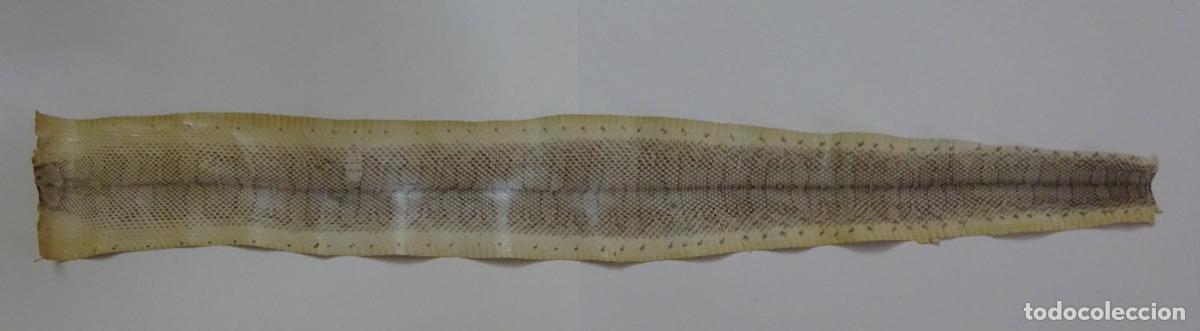 Coleccionismo: PIEL DE SERPIENTE SIN IDENTIFICAR. PIEL CURTIDA - Foto 1