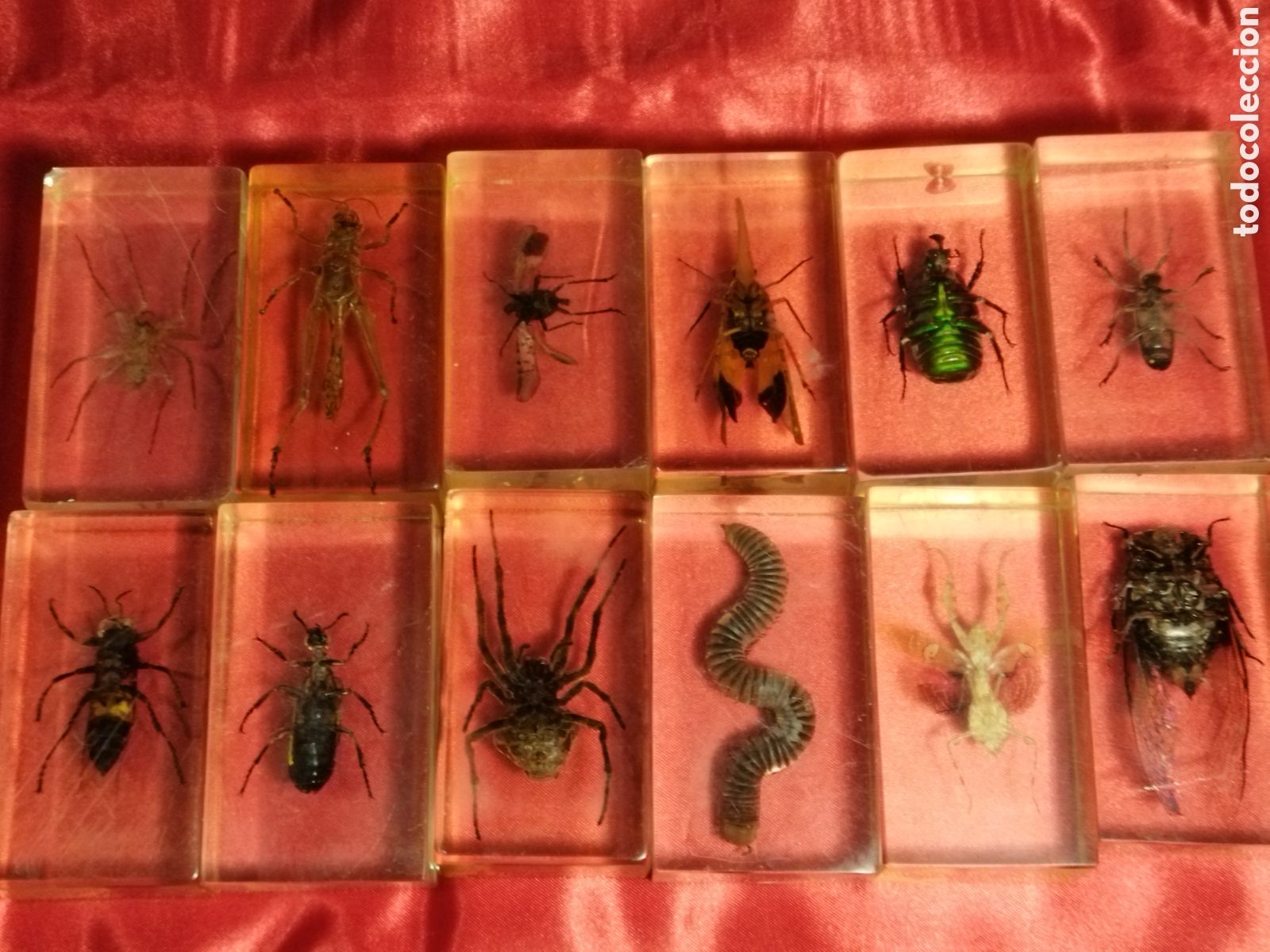 Coleccionismo: Insectos en metacrilato - Foto 2