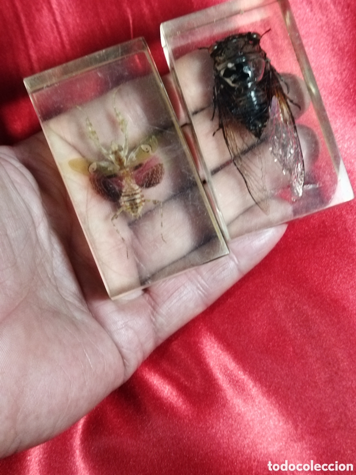 Coleccionismo: Insectos en metacrilato - Foto 3