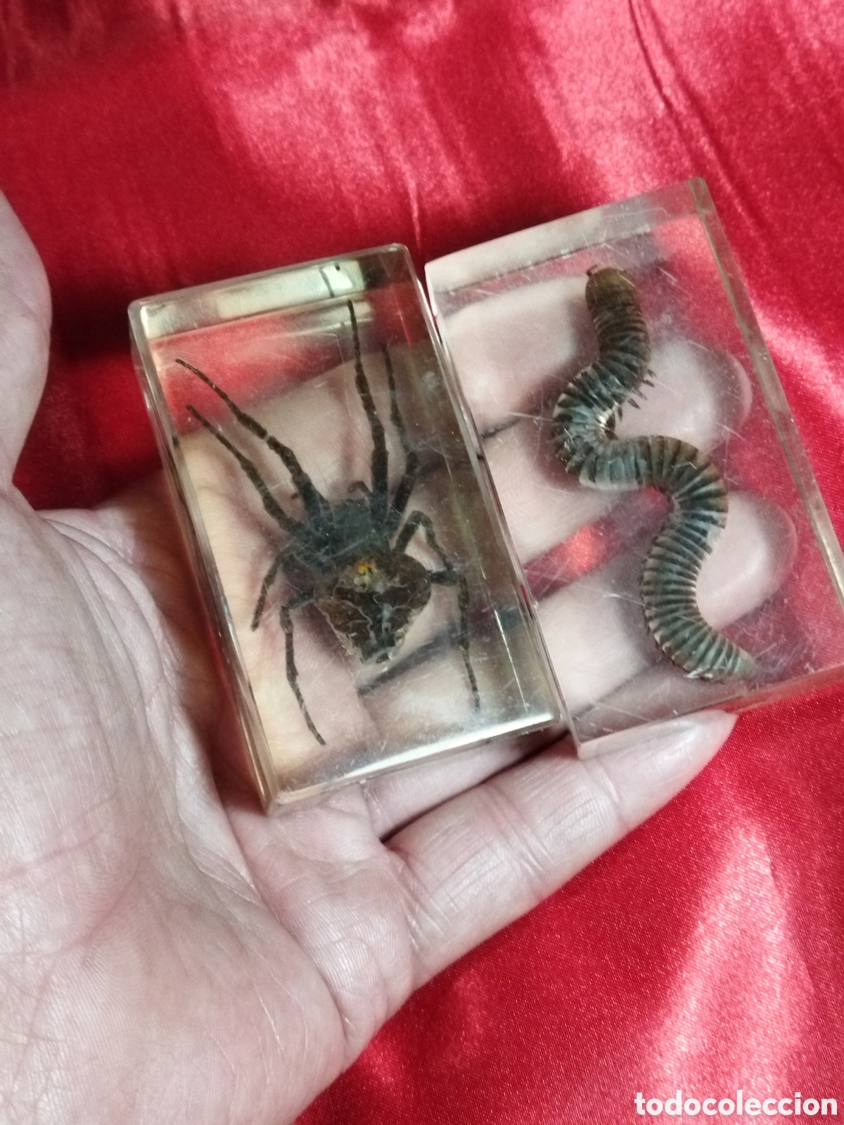 Coleccionismo: Insectos en metacrilato - Foto 4
