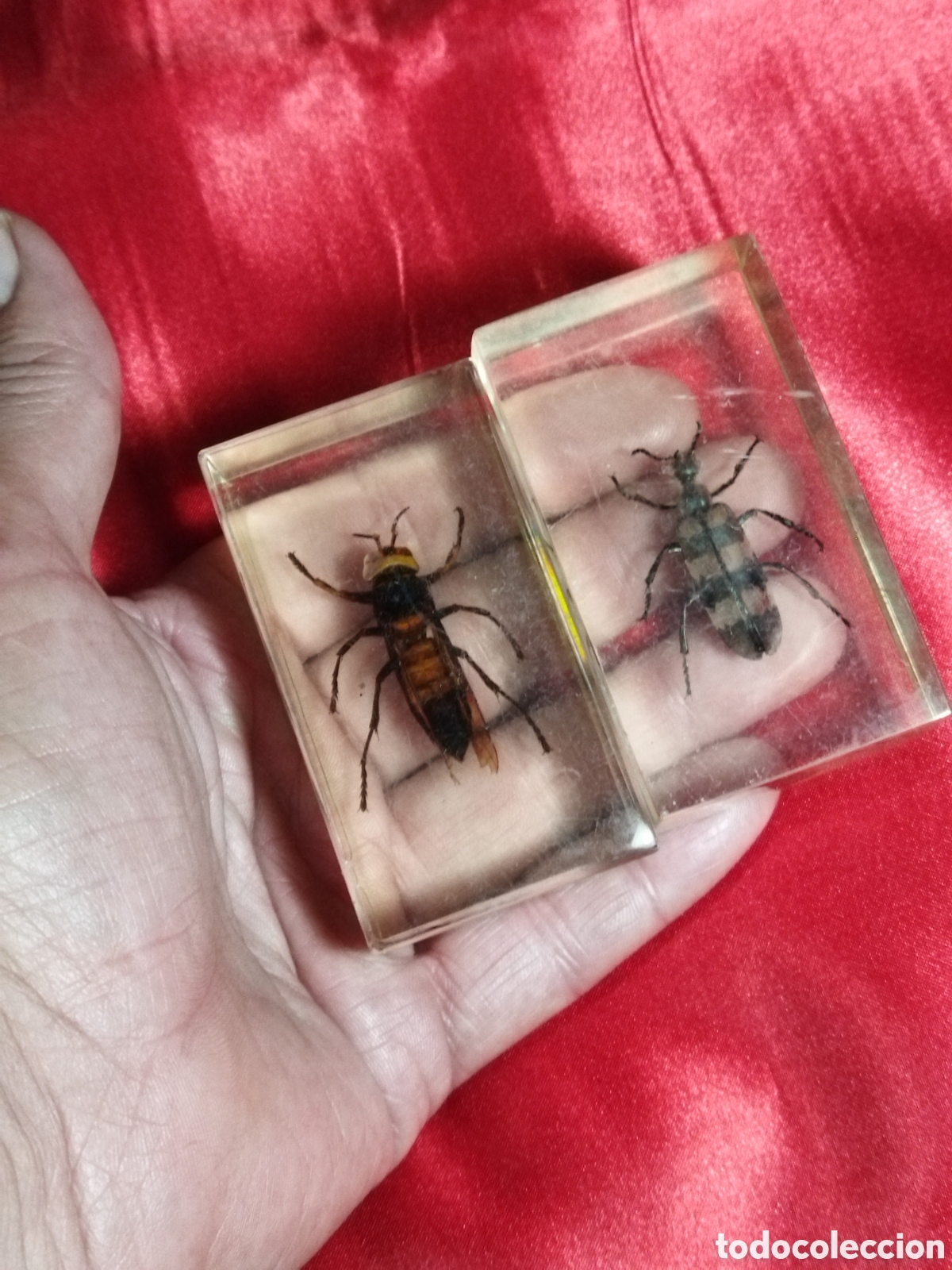 Coleccionismo: Insectos en metacrilato - Foto 5