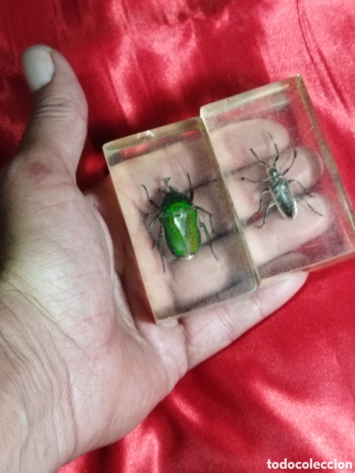 Coleccionismo: Insectos en metacrilato - Foto 6