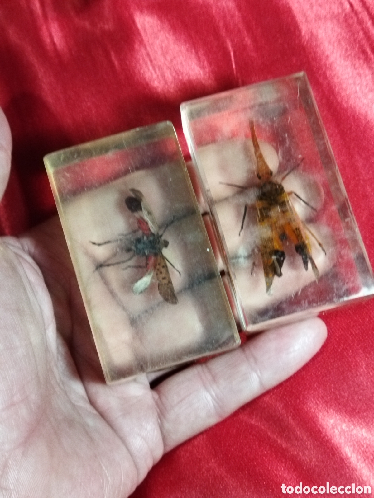 Coleccionismo: Insectos en metacrilato - Foto 7