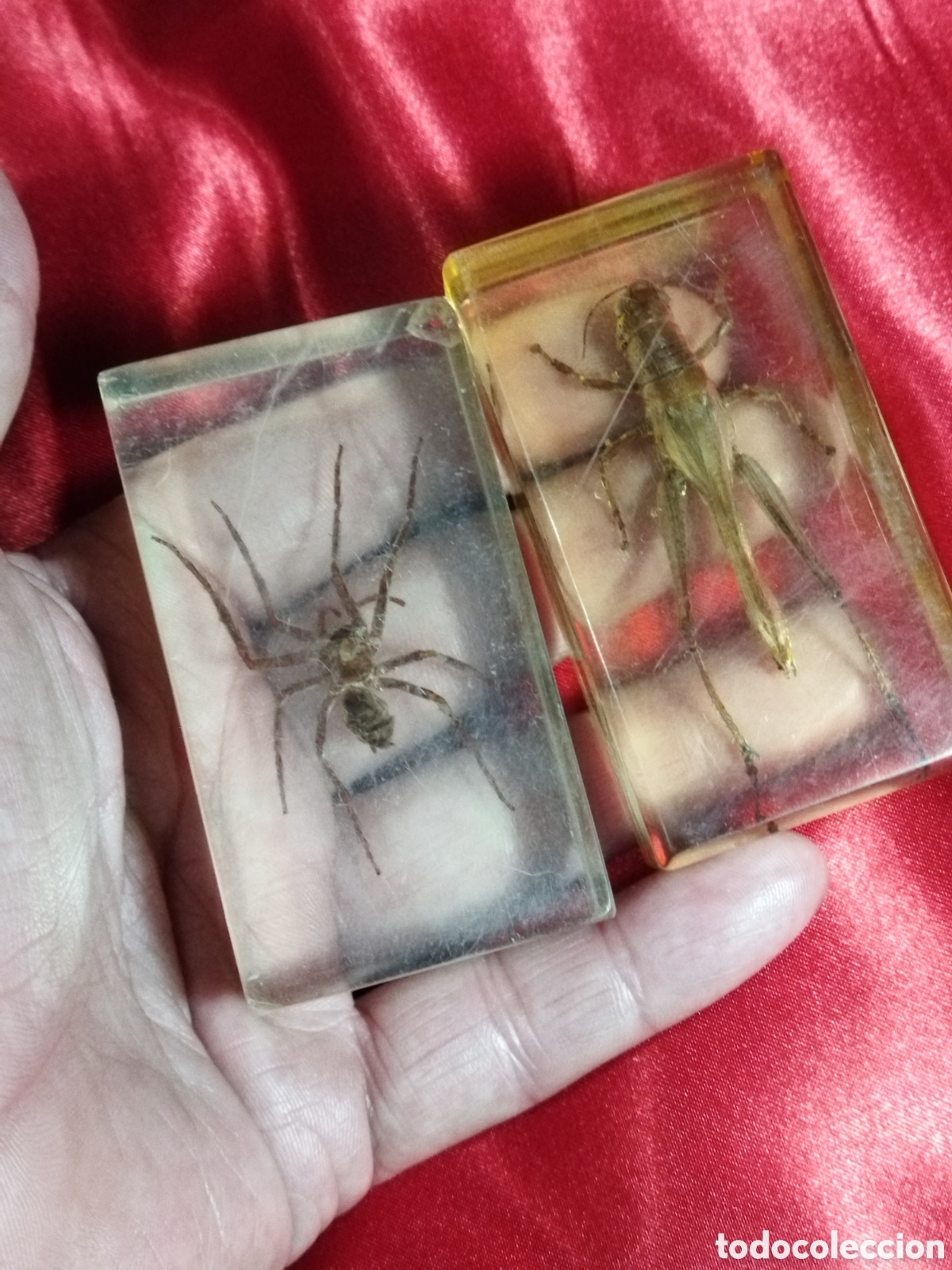 Coleccionismo: Insectos en metacrilato - Foto 8