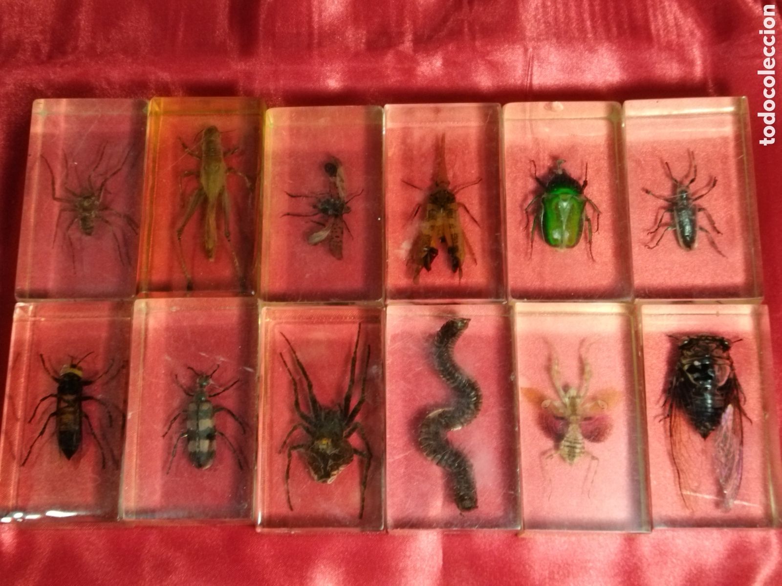 Coleccionismo: Insectos en metacrilato - Foto 1