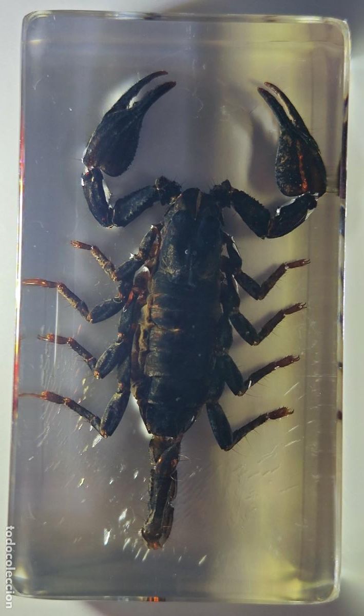 Coleccionismo: BICHOS RBA - Escorpi&oacute;n negro resina