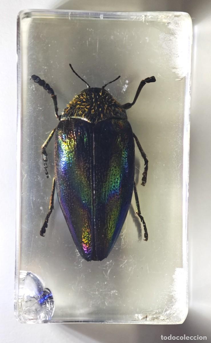 Coleccionismo: BICHOS RBA- ESCARABAJO JOYA VERDE - resina