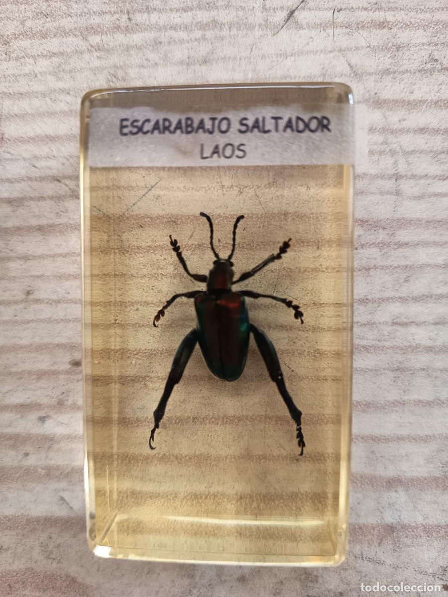 Collecting: Escarabajo Saltador - Laos - Bichos - Insectos En Metacrilato
