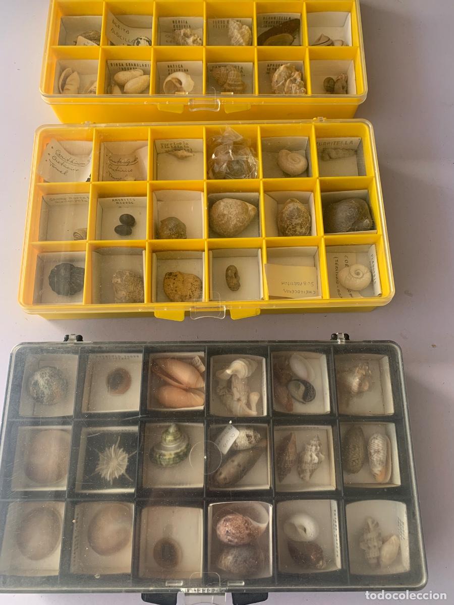 Coleccionismo: Lote de conchas, f&oacute;siles, caracolas - Foto 1