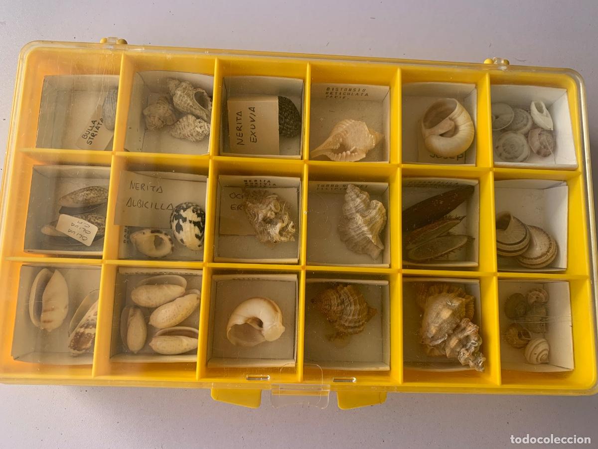Coleccionismo: Lote de conchas, f&oacute;siles, caracolas - Foto 2